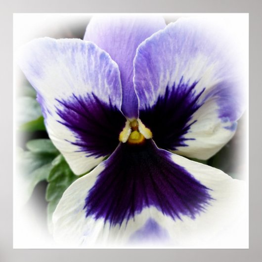 tief lila auf weiße Pansie Poster (Vorne)