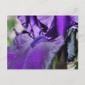 Tief Lila Iris Blume Petal Postkarte (Vorderseite)