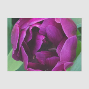 Tief Lila Tulpenfoto Seidenpapier