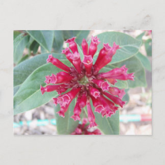 Tief rosa Blume Postkarte