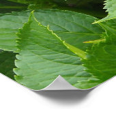 Tief rosa Hydrangea Blüten Poster (Ecke)