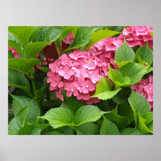 Tief rosa Hydrangea Blüten Poster (Vorne)