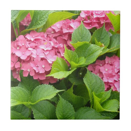 Tief rosa Hydrangeas Fliese (Vorderseite)