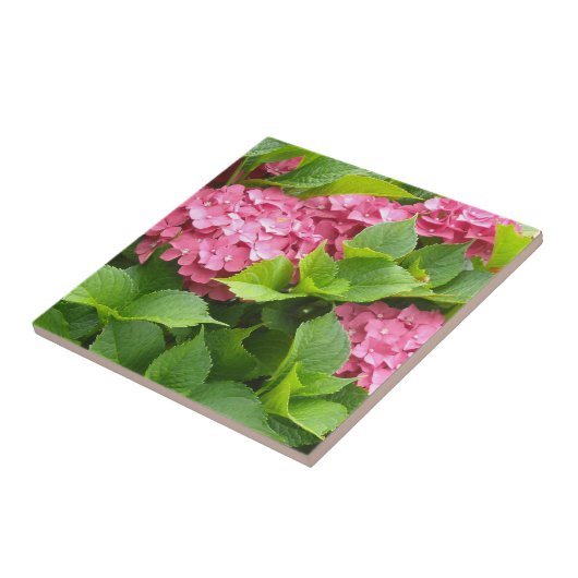 Tief rosa Hydrangeas Fliese (Seite)