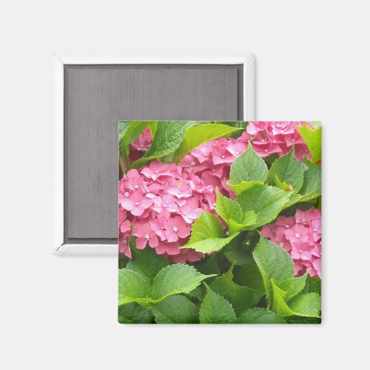 Tief rosa Hydrangeas Magnet (Vorderseite/Rückseite)
