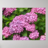 Tief rosa Hydrangeas Poster (Vorne)