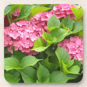 Tief rosa Hydrangeas Untersetzer