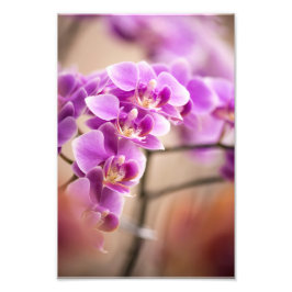 Tief rosa Phalaenopsis Orchideenkette Blume Fotodruck