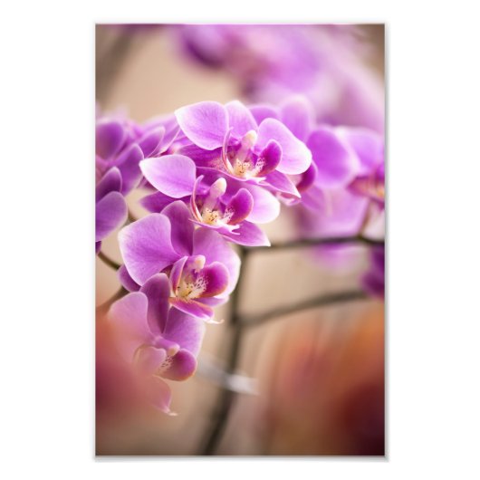 Tief rosa Phalaenopsis Orchideenkette Blume Fotodruck (Vorne)