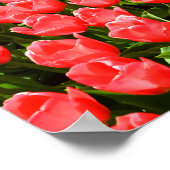 Tief rosa Tulpen Poster (Ecke)