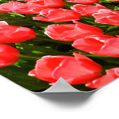 Tief rosa Tulpen Poster (Ecke)