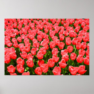 Tief rosa Tulpen Poster
