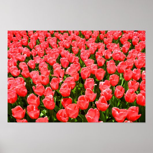 Tief rosa Tulpen Poster (Vorne)