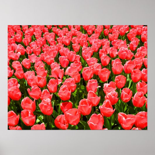 Tief rosa Tulpen Poster (Vorne)