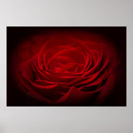 Tief rote Rose auf schwarz Poster