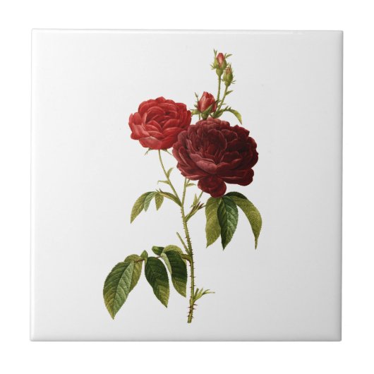 Tief rote Vintage Rose malen Fliese (Vorderseite)
