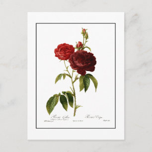 Tief rote Vintage Rose malen Postkarte