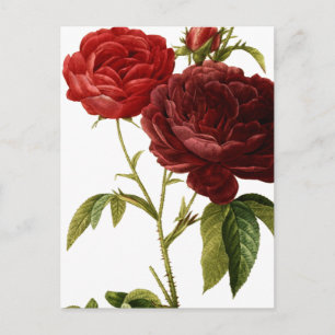 Tief rote Vintage Rose malen Postkarte