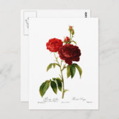 Tief rote Vintage Rose malen Postkarte (Vorne/Hinten)