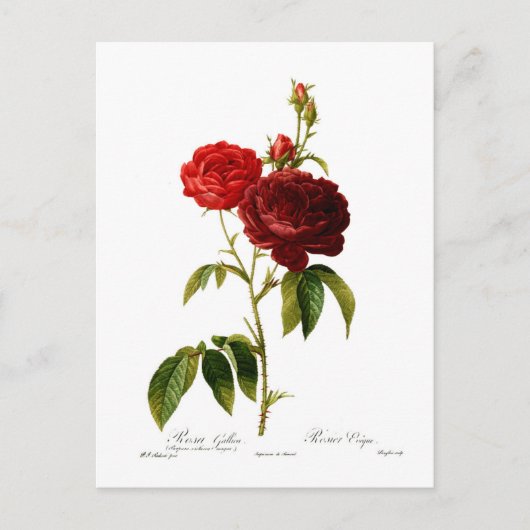 Tief rote Vintage Rose malen Postkarte (Vorderseite)