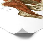 Tief stabilisierende Muskeln Anatomie Poster (Ecke)