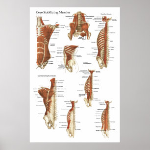 Tief stabilisierende Muskeln Anatomie Poster