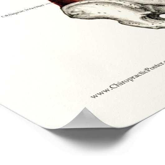 Tief- und Kernstabilisierende Muskeln Anatomie Pos Poster (Ecke)