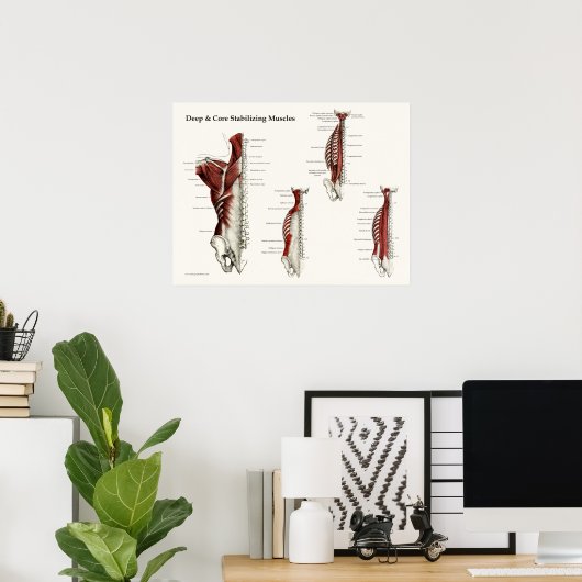 Tief- und Kernstabilisierende Muskeln Anatomie Pos Poster (Heimbüro)
