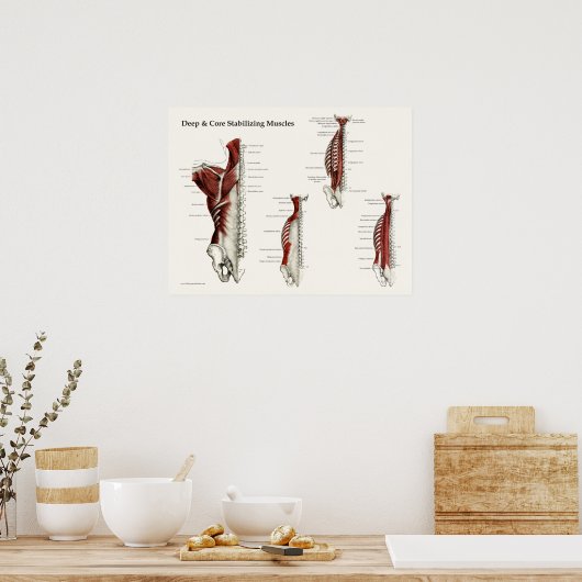 Tief- und Kernstabilisierende Muskeln Anatomie Pos Poster (Küche)