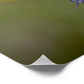 Tiefblaue Augen Poster (Ecke)