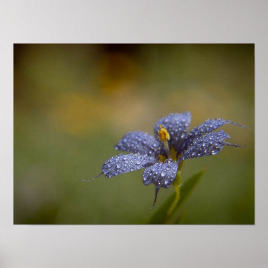 Tiefblaue Augen Poster (Vorne)