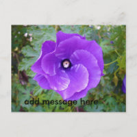 tiefe Blume des Lila Hibiskus,
