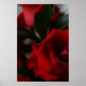 Tiefe, dunkle Rote Rosen Poster (Vorne)