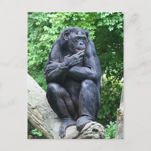 Tiefe Gedanken Postkarte (Vorderseite)