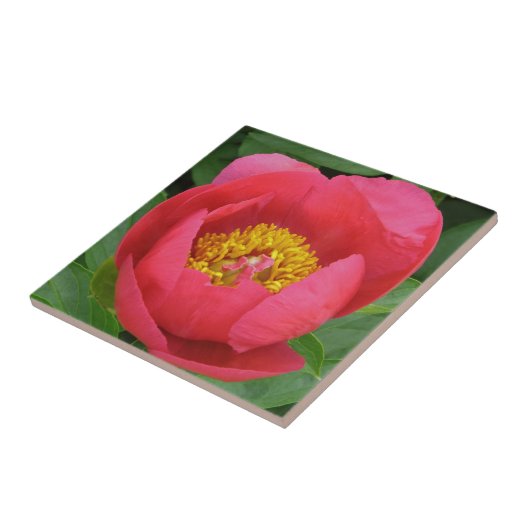 "TIEFE PINKSPIELE MIT GOLDZENTRUM" FLIESE (Seite)