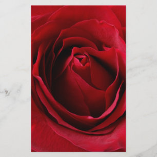 tiefe rote Rose