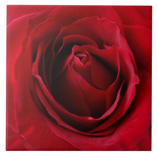 tiefe rote Rose Fliese (Vorderseite)