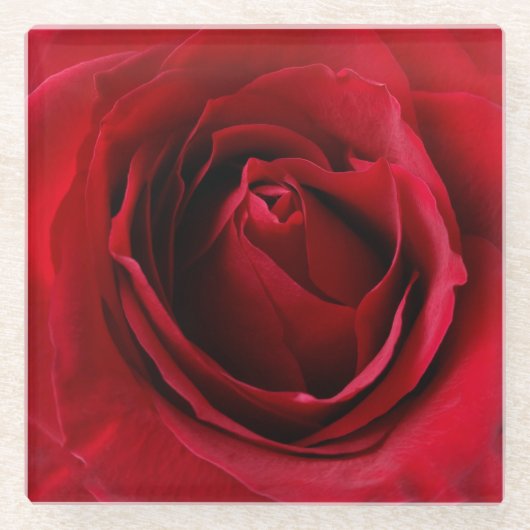 tiefe rote Rose Glasuntersetzer (Vorderseite)