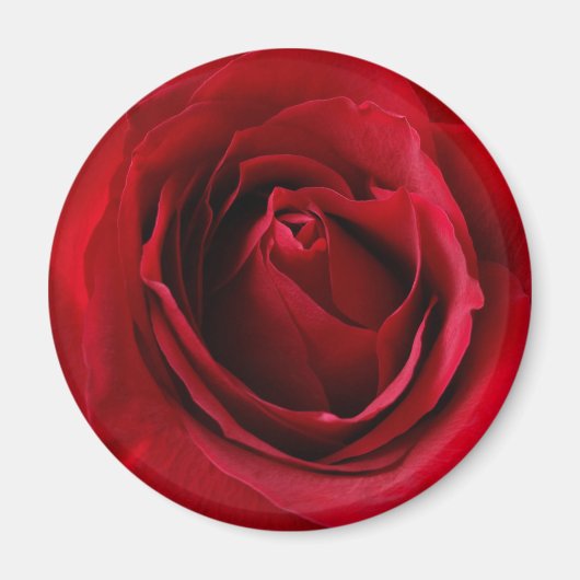 tiefe rote Rose Magnet (Vorne)