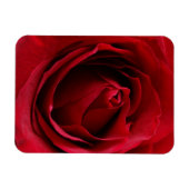 tiefe rote Rose Magnet (Horizontal)