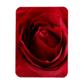 tiefe rote Rose Magnet (Vertikal)