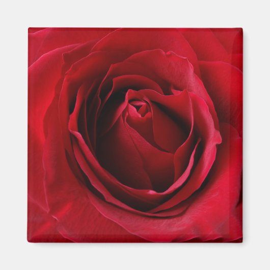 tiefe rote Rose Magnet (Vorne)