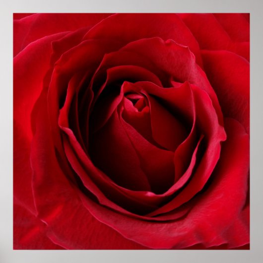 tiefe rote Rose Poster (Vorne)