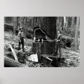 TIEFER WALD LUMBERJACKS c 1890 Poster (Vorne)