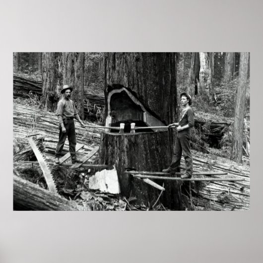 TIEFER WALD LUMBERJACKS c 1890 Poster (Vorne)