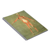 Tieferes muskulöses System der Front des Körpers, Notizblock (Rechte Seite)