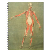 Tieferes muskulöses System der Front des Körpers, Notizblock (Vorderseite)