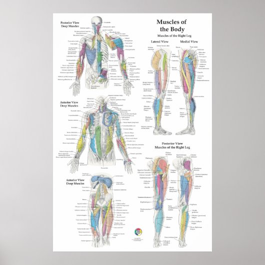 Tiefes Muskelanatomie-Diagramm Poster (Vorne)