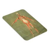 Tiefes Muskelsystem an der Vorderseite des Körpers Magnet (Rechte Seite)