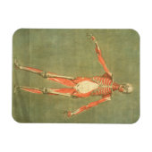 Tiefes Muskelsystem an der Vorderseite des Körpers Magnet (Horizontal)